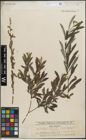 Foto von Salix purpurea L.